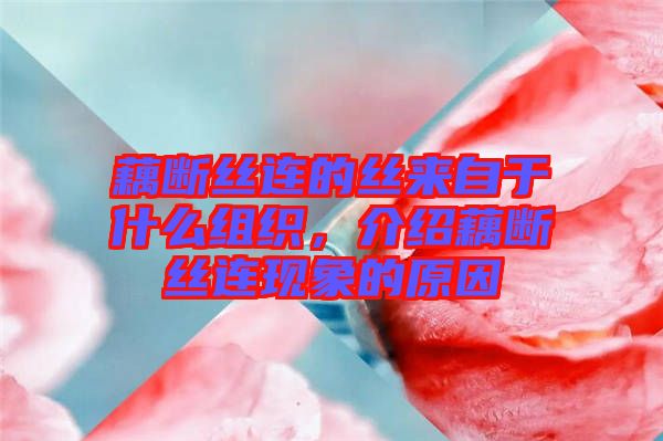 藕斷絲連的絲來自于什么組織，介紹藕斷絲連現(xiàn)象的原因