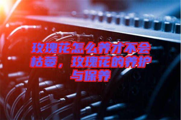 玫瑰花怎么養(yǎng)才不會枯萎，玫瑰花的養(yǎng)護(hù)與保養(yǎng)