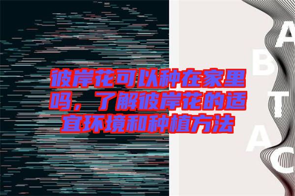 彼岸花可以種在家里嗎，了解彼岸花的適宜環(huán)境和種植方法