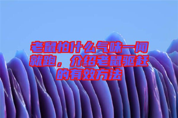 老鼠怕什么氣味一聞就跑，介紹老鼠驅趕的有效方法